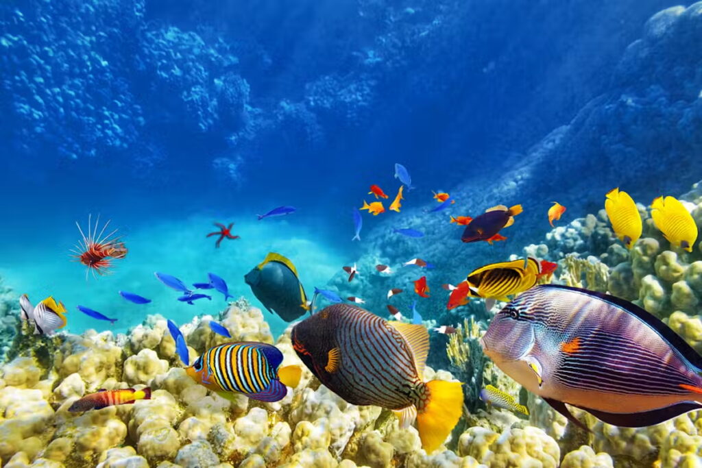 Egypt_Hurghada Underwater_1