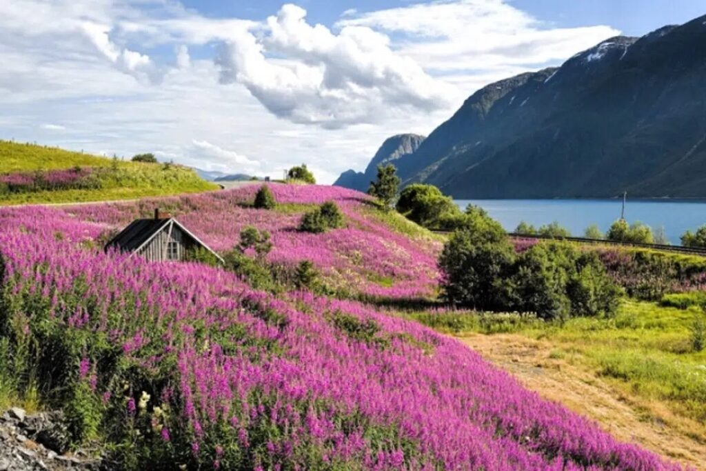 Norway_Sognefjorn_3