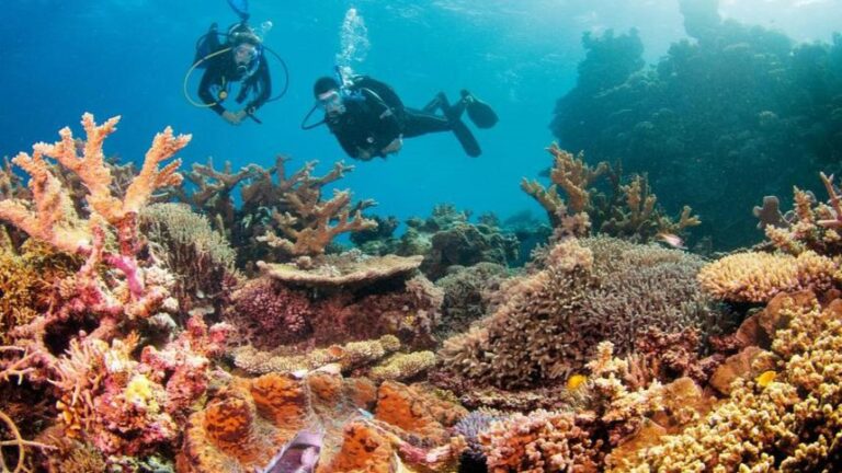 Snorkelers exploring coral reefs at the Great Barrier Reef in Australia