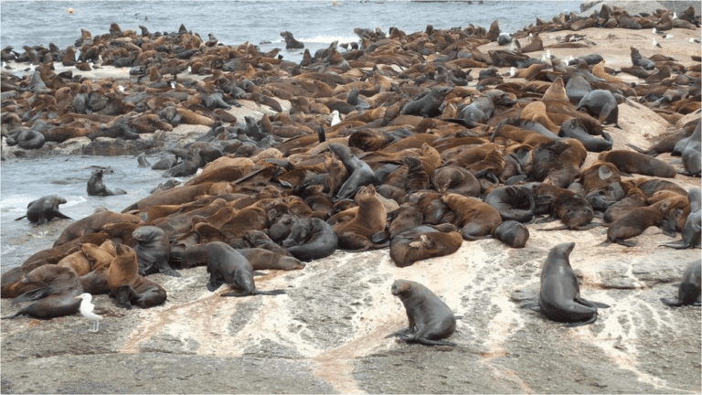 Large colony of seals on an island during GoGo Tours’ Southern Africa: 3 Countries – South Africa, Botswana & Namibia (14-Day Tour).