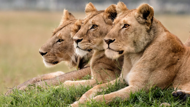 Three lions resting in the grass during an East Africa safari