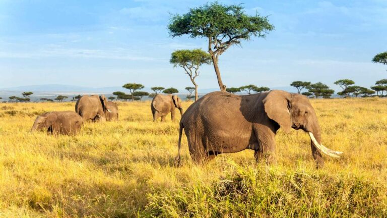 Group of elephants walking through the wild during GoGo Tours’ East Africa 15-day tour.