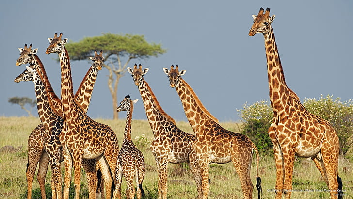 Giraffe at the Giraffe Center in Nairobi where GoGo Tours guests can enjoy feeding and up-close interaction during the East Africa 15-day tour.