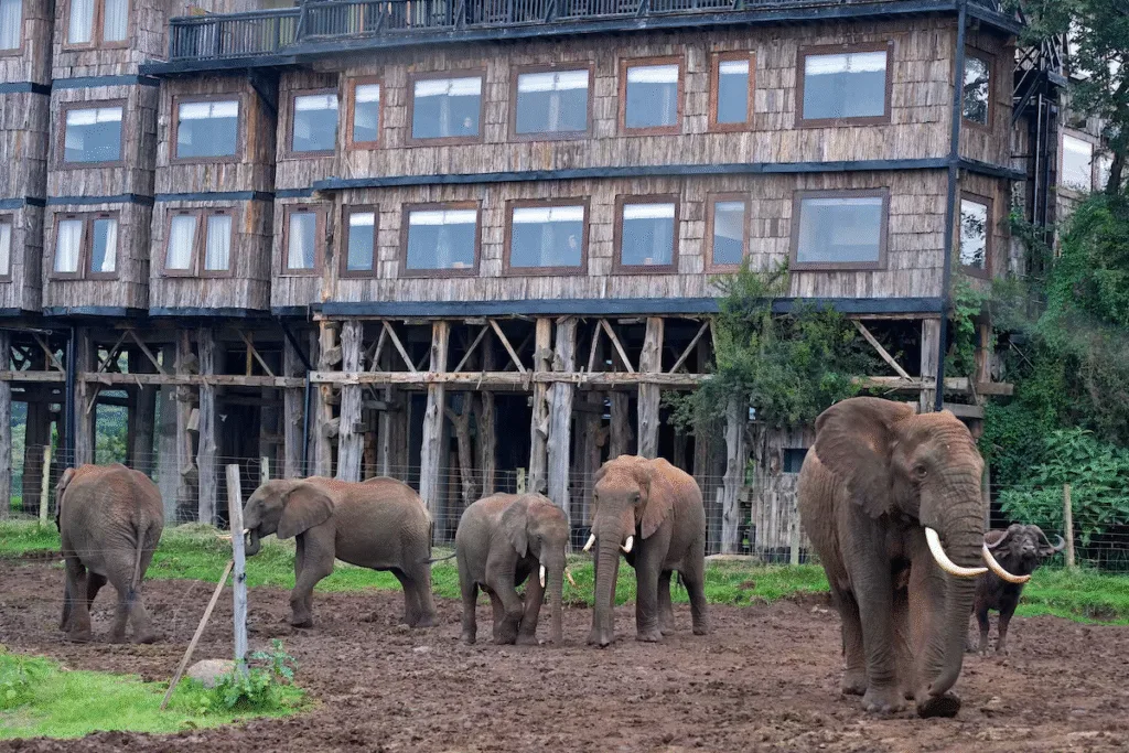 Elephants grazing near a safari lodge in Kenya during GoGo Tours’ East Africa 15-day tour.