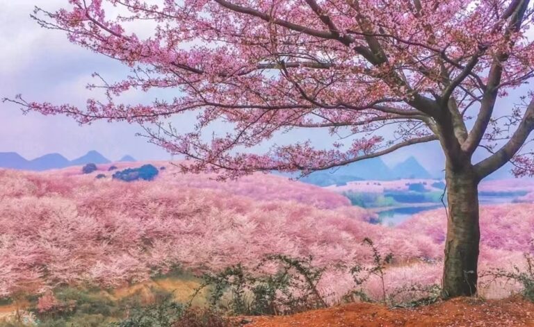 Cherry blossom trees in full bloom, China