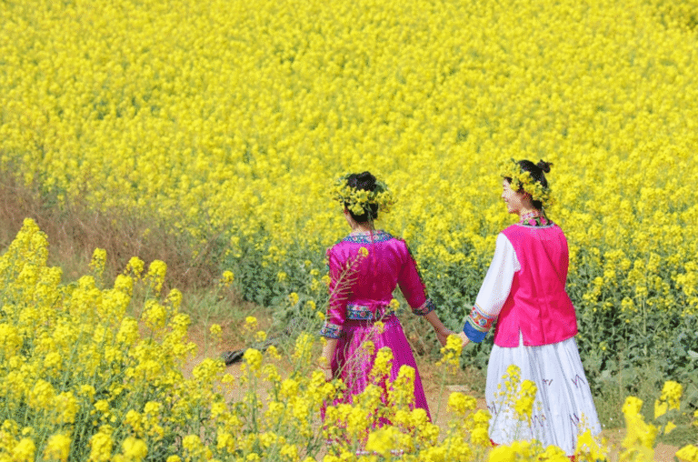 Vast canola flower fields in Yunnan, China