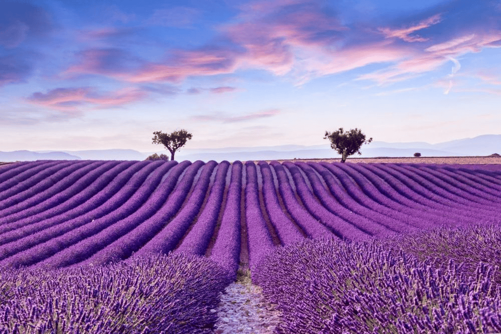 Lavender fields Provence France GoGo Tours