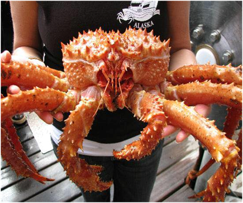 Close-up image of a king crab featured in the King Crab Feast on GoGo Tours’ Arctic Circle 9-Day Tour.