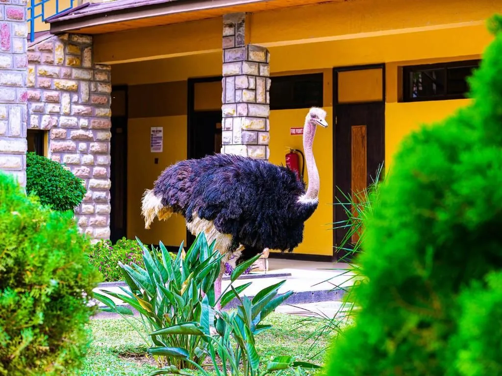 Close-up of a graceful ostrich seen during GoGo Tours’ East Africa 15-day tour.